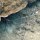 Languste schaut aus Versteck