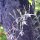 Orchideen