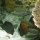 Labyrinth-Kaninchenfische im Schwarm + Braune-Segelflosser