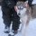 wir verabschieden uns nochmals von einigen der Huskys in ihren Gehegen
