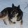 Husky ist eine Hunderasse, gilt aber auch generell für die Bezeichnung von Schlittenhunden