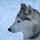 Husky ist eine Hunderasse, gilt aber auch generell für die Bezeichnung von Schlittenhunden