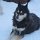 Husky ist eine Hunderasse, gilt aber auch generell für die Bezeichnung von Schlittenhunden