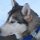 Husky ist eine Hunderasse, gilt aber auch generell für die Bezeichnung von Schlittenhunden