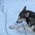 Husky ist eine Hunderasse, gilt aber auch generell für die Bezeichnung von Schlittenhunden