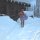 zum Abkühlen in den Schnee