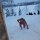 Aufstehen im Schnee ist nicht so einfach