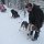 Marianne geht auch heute auf Husky-Tour