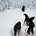 Hundeschlitten-Fahrt durchs finnische Lappland
