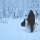 Hundeschlitten-Fahrt durchs finnische Lappland