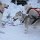 wir machen die Hunde bereit für unsere nächste Husky-Tour