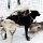 Ende der ersten Husky-Tour