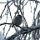 die Vögel haben weniger Freude am vielen Schnee