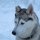 im Gehege sind die Hunde noch ruhig
