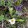 wilde Flora im Lavafeld Dimmuborgir