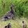 Vogelbeobachtung am Myvatn-See : Entenfamilie
