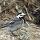 Vogelbeobachtung am Myvatn-See : Singvogel