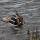 eine Ente nimmt ein Duschbad