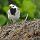 schwarzweisser Singvogel