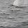 atlantische Buckelwale, Mutter und Kind blasen das Wasser aus, um Luft zu holen