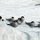 Vögel auf den Eisbergen in der Gletscherlagune Jökulsarlon