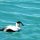 spezielle Ente im Fluss Jökulsarlon