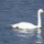 Schwan, in Island mit gelbschwarzem Schnabel
