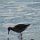 Strandvogel mit langem spitzen Schnabel