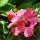 Hibiskus-Blüten