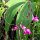 Orchideen