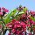 Frangipani-Blüten