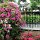 Bougainvilleas im Emancipation Park