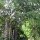 Ruheplatz unter riesigem Baum