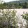 Salt Marsh, Salz-Lagune