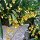 Orchideen