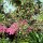 Barney's Hummingbird Garden