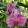 Orchideen