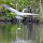 Blaureiher im Flug