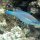 Blauer-Papageifisch (Männchen)