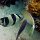 Gestreifter-Falterfisch + andere Riff-Fische