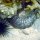 Seeigel + Seegurke