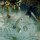 Hummer + verschiedene Riff-Fische