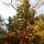 Urwald-Riese