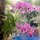 Orchideen blühen überall