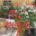 3-farbige Bougainvillea