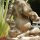 Hindugott 'Ganesha'
