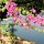 Bougainvilleas