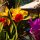 Orchideen bei unserem Hotel-Pool