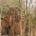 Tempel in lichtem Wald