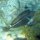 Schwanzfleck-Feilenfisch